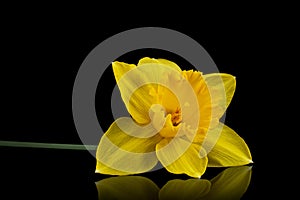 Flower of yellow Daffodil narcissus, isolated on black background