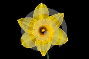 Flower of yellow Daffodil narcissus, isolated on black background