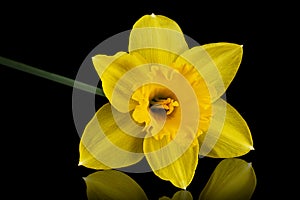 Flower of yellow Daffodil narcissus, isolated on black background