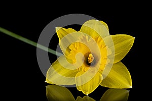 Flower of yellow Daffodil narcissus, isolated on black background