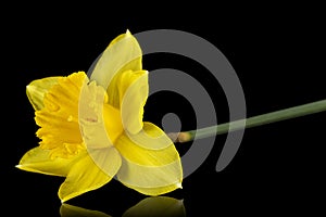 Flower of yellow Daffodil narcissus, isolated on black background