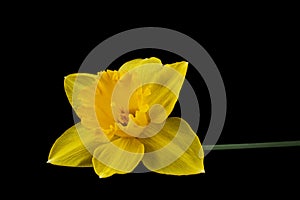 Flower of yellow Daffodil narcissus, isolated on black background