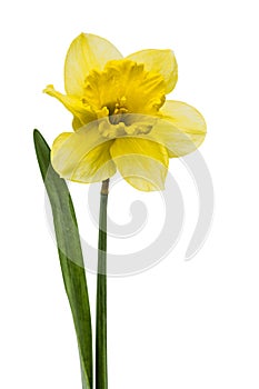 Flower of yellow Daffodil (narcissus), isolated on white