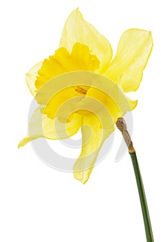 Flower of yellow Daffodil (narcissus), isolated on white background