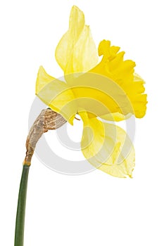 Flower of yellow Daffodil (narcissus), isolated on white background