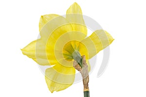 Flower of yellow Daffodil (narcissus), isolated on white background