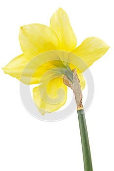 Flower of yellow Daffodil (narcissus), isolated on white background