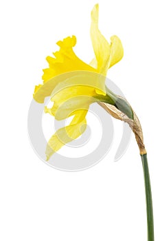 Flower of yellow Daffodil (narcissus), isolated on white background