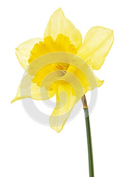 Flower of yellow Daffodil (narcissus), isolated on white background