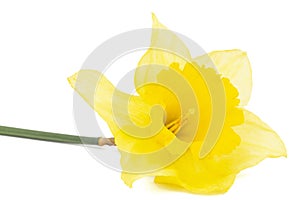 Flower of yellow Daffodil (narcissus), isolated on white background