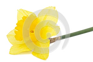 Flower of yellow Daffodil (narcissus), isolated on white background