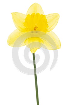 Flower of yellow Daffodil narcissus, isolated on white background