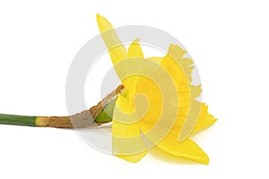 Flower of yellow Daffodil narcissus, isolated on white background