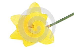 Flower of yellow Daffodil narcissus, isolated on white background