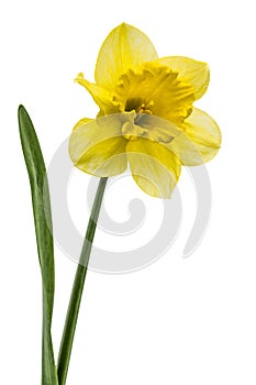 Flower of yellow Daffodil (narcissus), isolated on white background