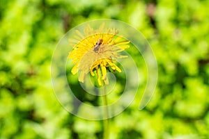 flower yellow dandelion closeup with beautiful green blurred background