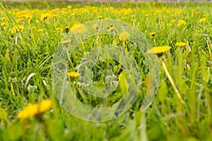 Flower yellow dandelion in green grass as background or picture