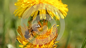 Flower of yellow dandelions warm spring, green grass, wild young bee