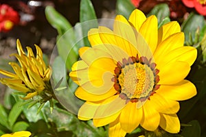 flower, yellow, flower bud, burgeon, sunflower, green, summer, flowers, petal, flora, agriculture, macro, daisy, design, textured,