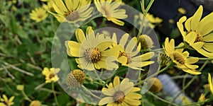 Flower yellow with flower in winter and sunny season