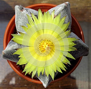 Flower, yellow, fully open, cactus Astrophytum Myriostigma.