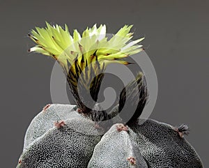 Flower, yellow, fully open, cactus Astrophytum Myriostigma.