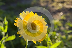 Flower yellow gaillardia