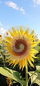 Flower yellow girassol