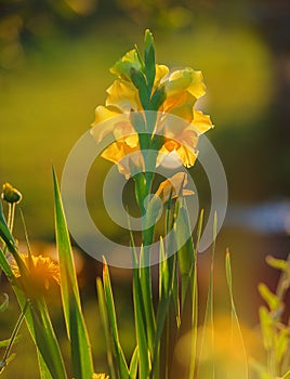 Flower of yellow gladiolus