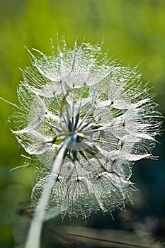 Flower of Yellow Goat's Beard