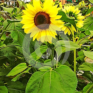 Flower yellow photo
