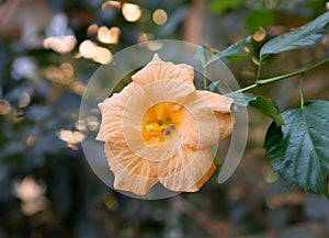 Flower yellow Hibiscus - Chinese rose