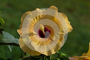 Flower of yellow Hibiskus Hibiscus photo