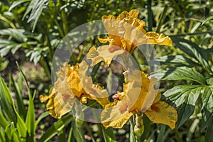 Flower yellow iris.