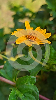 Flower yellow flower natural image