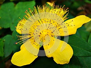 flower, yellow, nature, green, plant, garden, flowers, flora, orange, spring, petal, summer, beauty, beautiful, macro, petals