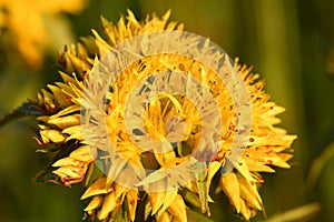 Flower yellow ochitok on the field photo