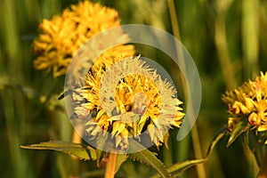 Flower yellow ochitok on the field photo