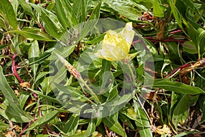 A flower of yellow Oenothera macrocarpa