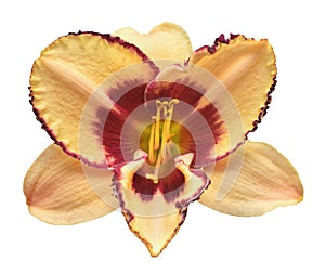 Flower yellow-pink day lily beautiful delicate isolated on white background. Nature, macro. Creative spring concept