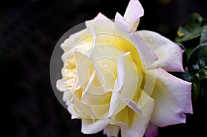 Flower of a yellow-pink rose on a dark background