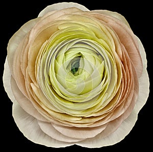 Flower yellow-pink rose. Flower isolated on the black background. No shadows with clipping path. Close-up.
