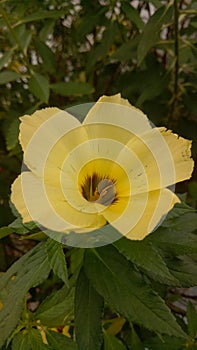 Flower yellow photo