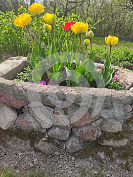 Flower yellow and red Stone wonderfull