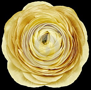 flower yellow rose. .Flower isolated on the black background. No shadows with clipping path. Close-up.