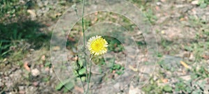 Projects : yellow rose flower in the morning