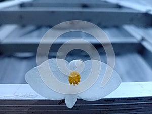 A Flower With Yellow Spots On The Ladder