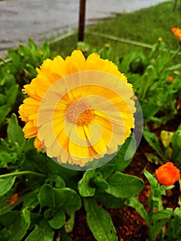 Flower yellow srilanka buttrfliy