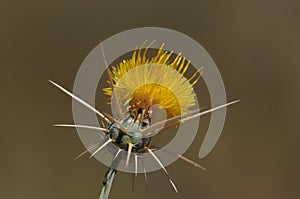 Flower of yellow star thistle