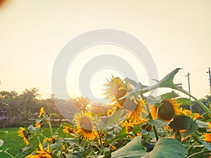 Flower yellow sunlight